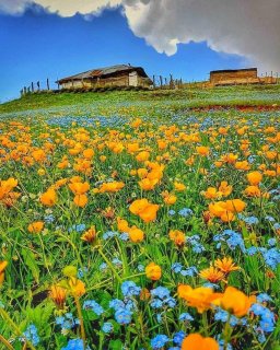 متشکرم یا شاهدویا ماجد وای شاهد پر بخشش